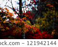 鮮紅的秋葉 121942144