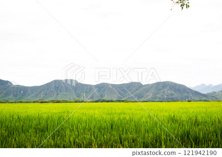 Lush Green Rice Fields 121942190