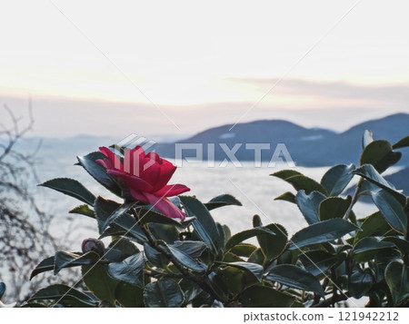 Camellia flowers on the cape Camellia flowers on the cape 121942212