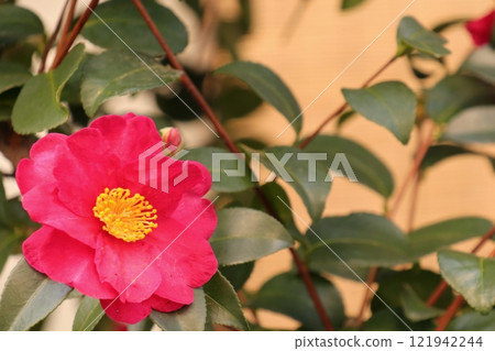 冬天開紅花的茶梅 121942244
