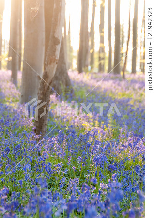 Sunrise illuminating bluebells 121942323