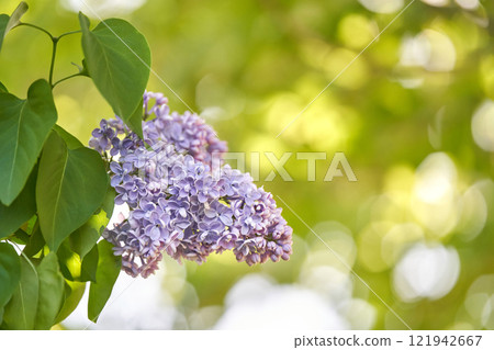 Lilac blooms in sunlit garden with lush green leaves and soft bokeh background 121942667