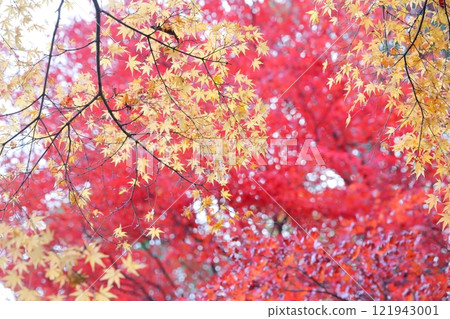 秋葉染紅 121943001