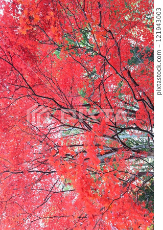 Autumn leaves dyed bright red 121943003