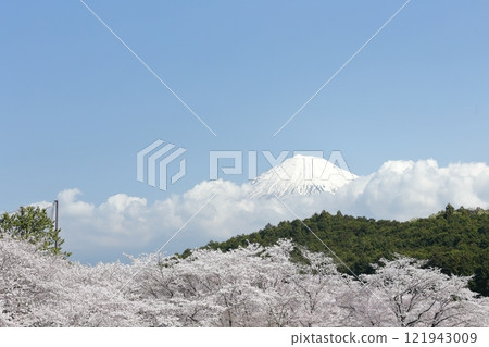 Fuji and cherry blossoms 121943009