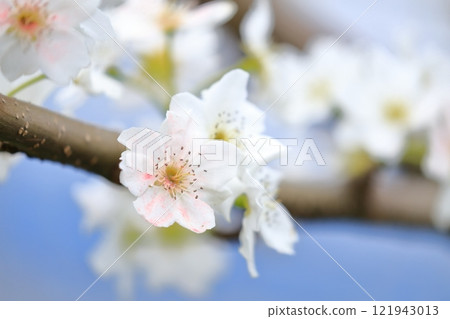 Pear flower, artificially pollinated pink petals 121943013