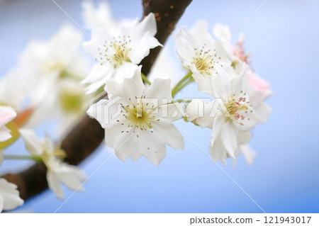 梨花，人工授粉的粉紅花瓣 121943017