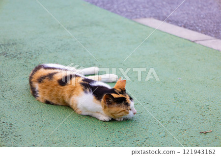 生活在熱帶度假勝地的細長的棕色、白色和黑色邁克貓,耳朵有標記的當地貓(沖繩縣宮古島市) 生活在熱帶度假勝地的細長的棕色、白色和黑色邁克貓,耳朵有標記的當地貓(沖繩縣宮古島市) 121943162