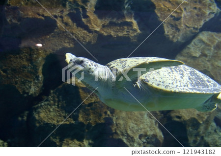 海龜（愛知縣名古屋市名古屋港水族館） 121943182