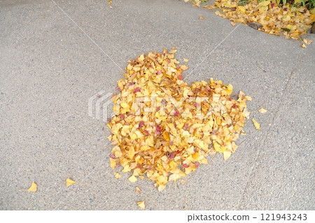 fallen leaves of ginkgo fallen leaves of ginkgo 121943243
