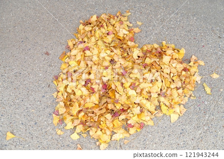 fallen leaves of ginkgo fallen leaves of ginkgo 121943244