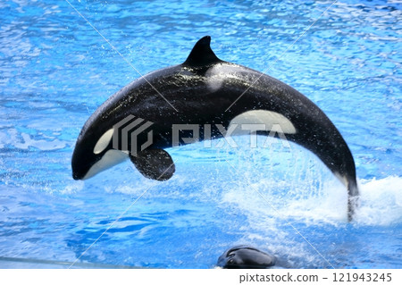 Killer whale (Nagoya Port Aquarium, Nagoya City, Aichi Prefecture) Killer whale (Nagoya Port Aquarium, Nagoya City, Aichi Prefecture) 121943245