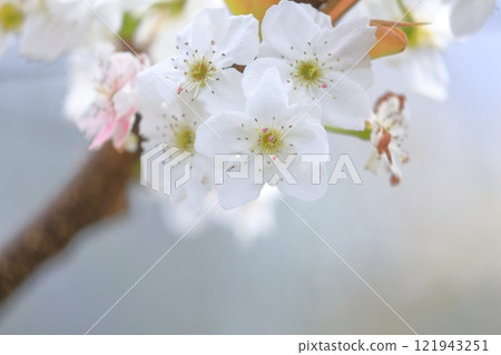 Pear flower, artificially pollinated pink petals Pear flower, artificially pollinated pink petals 121943251