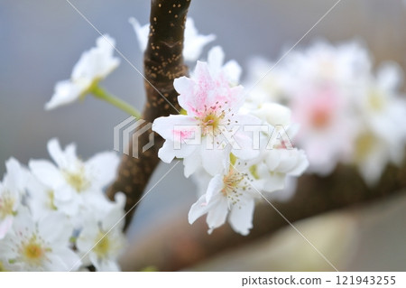 梨花,人工授粉的粉紅花瓣 梨花,人工授粉的粉紅花瓣 121943255