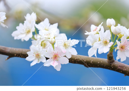 Pear flower, artificially pollinated pink petals Pear flower, artificially pollinated pink petals 121943256