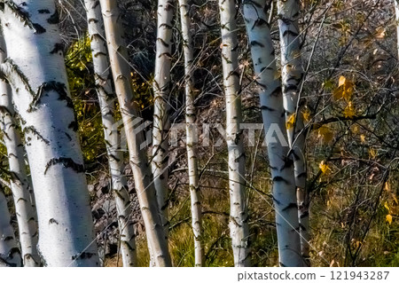 Birch tree forest Birch tree forest 121943287