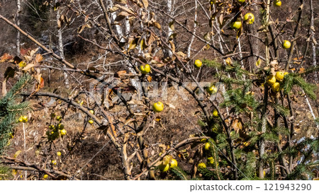 Yellow autumn leaves Yellow autumn leaves 121943290