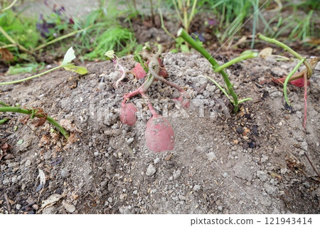 Sweet potatoes in the field 121943414