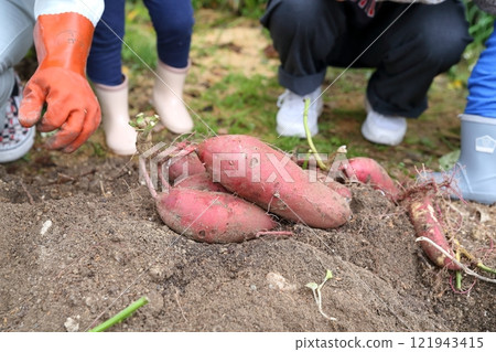 Sweet potatoes in the field 121943415