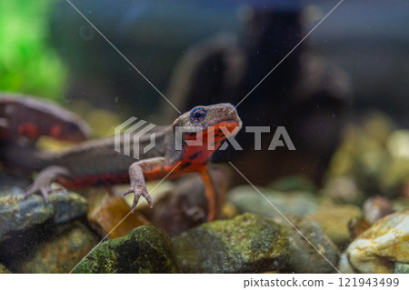 Red-bellied newt up Red-bellied newt up 121943499
