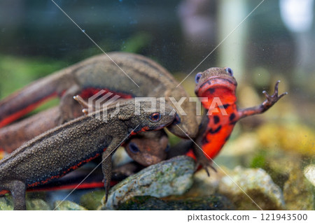 Red-bellied newt up 121943500