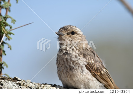 可愛的小鳥 121943564