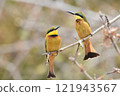 Cute Hummingbird 121943567