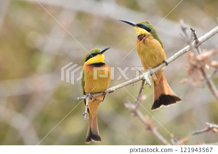 Cute Hummingbird Cute Hummingbird 121943567