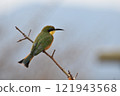 Cute bird 121943568