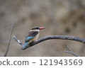 Cute baby bird 121943569