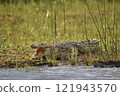 Crocodile hiding in the pond 121943570