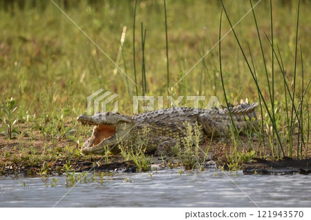 Crocodile hiding in the pond Crocodile hiding in the pond 121943570