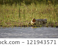 Crocodile hiding in the pond 121943571