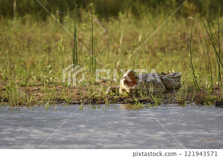 Crocodile hiding in the pond Crocodile hiding in the pond 121943571