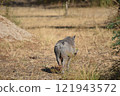 Warthog Butt 121943572