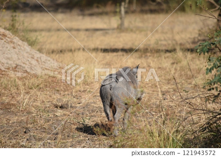 Warthog Butt 121943572