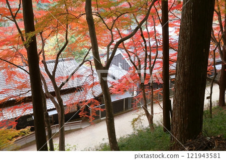 Korankei: Autumn leaves (Sanshu Asuke Mansion, Toyota City, Aichi Prefecture) 121943581