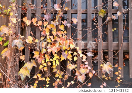 Coloring ivy 121943582