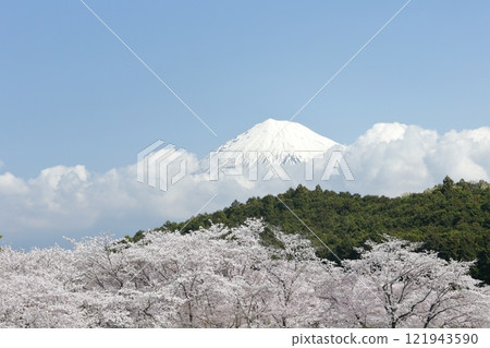 富士和櫻花 121943590