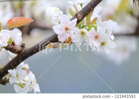 Pear flower, artificially pollinated pink petals Pear flower, artificially pollinated pink petals 121943591