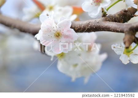 梨花，人工授粉的粉紅花瓣 121943592