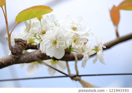Pear flowers 121943593