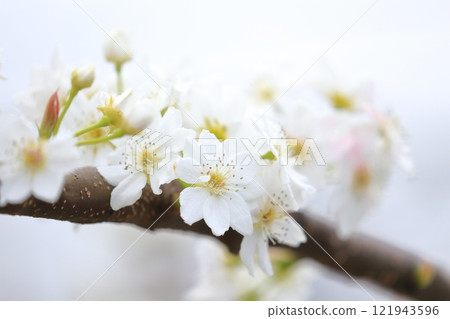 Pear flowers Pear flowers 121943596