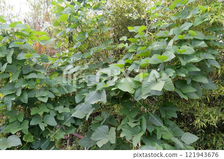 Mucuna bean leaves 121943676