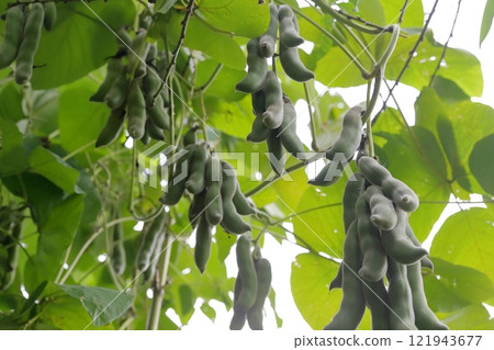 黧豆果實 黧豆果實 121943677