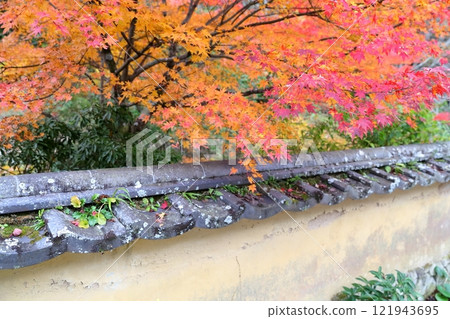Matsudaira-go: Row of autumn leaves (Muromachi Wall, Toyota City, Aichi Prefecture) 121943695