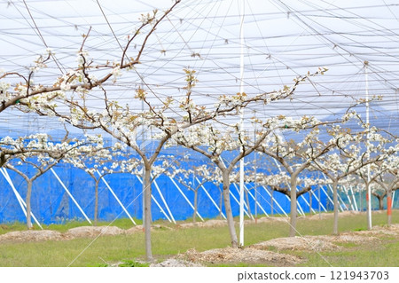 Pear field Pear field 121943703