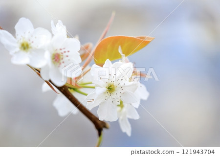 Pear flowers Pear flowers 121943704