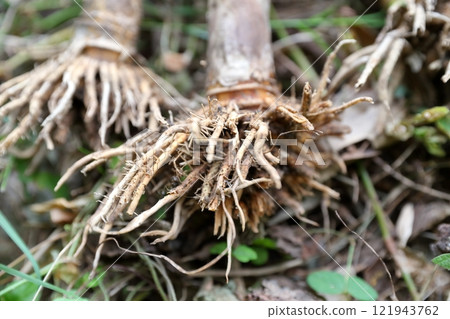 Bamboo roots 121943762