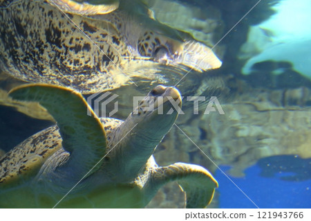 海龜(愛知縣名古屋市名古屋港水族館) 海龜(愛知縣名古屋市名古屋港水族館) 121943766